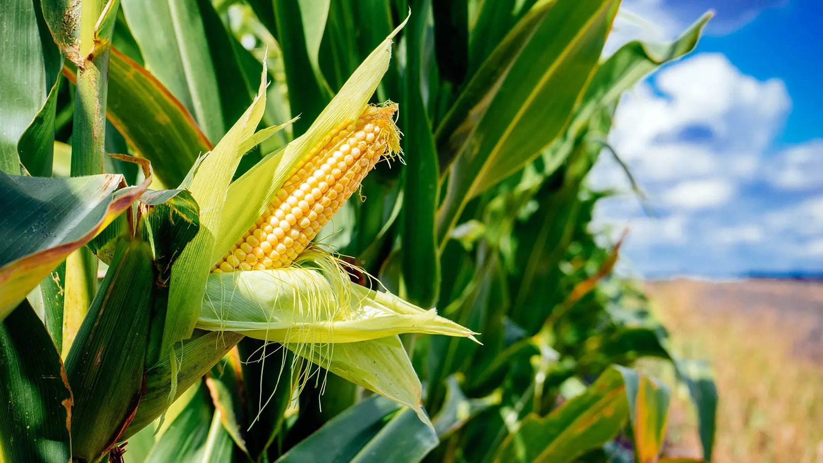 الزراعة تصدر توصيات بشأن محصول الذرة الشامية خلال شهر أغسطس
