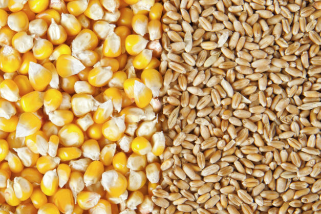تركيا تسمح بتصدير القمح الصلب والذرة