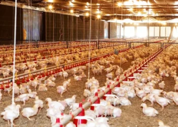 تبلغ قيمته 4.2 مليار دولار.. قطاع الدواجن النيجيري على شفا الانهيار بسبب نقص الذرة