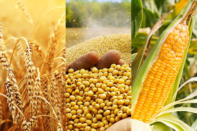 صادرات الحبوب الأوكرانية تسجل 2.56 مليون طن لموسم 2023/24