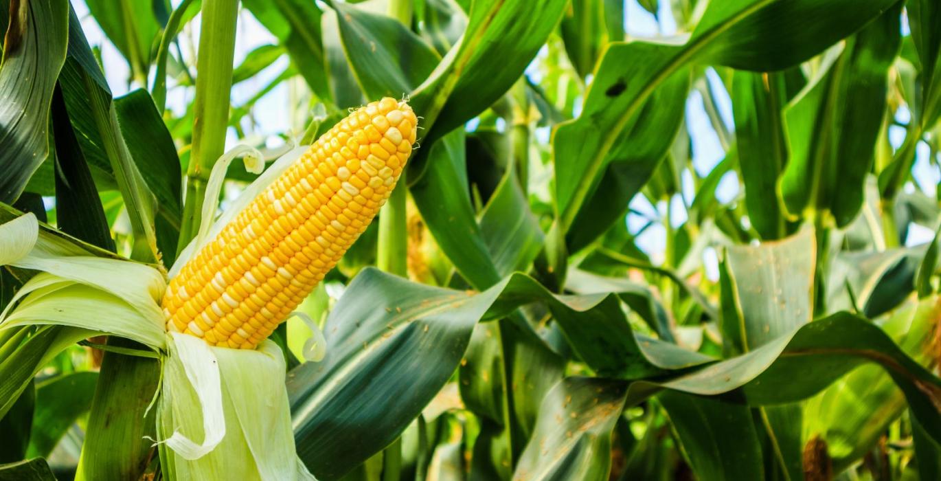 «Barchart» يرفع توقعاته لإنتاج الولايات المتحدة من الذرة في أغسطس