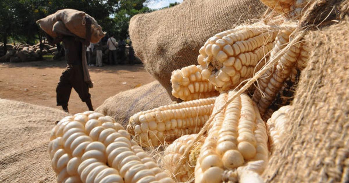 كينيا تحقق أعلى إنتاج لمحصول الذرة في تاريخها بـ66 مليون طن