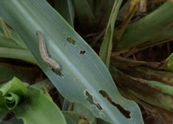 دودة الحشد الخريفية