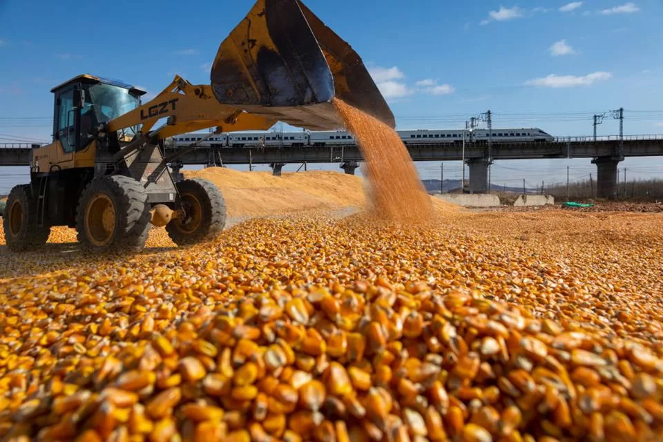 صادرات البرازيل من الذرة تسجل 5,2 مليون طن في أغسطس