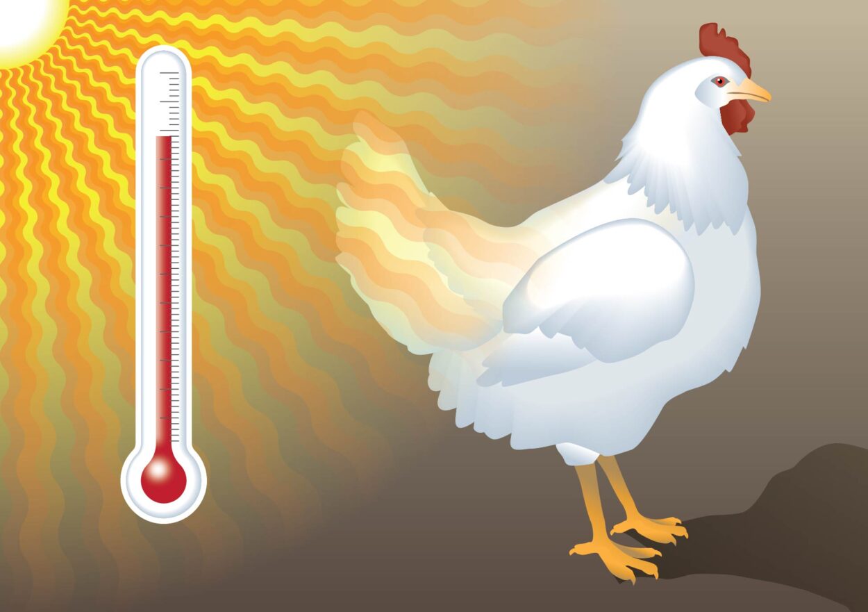 خاص| طبيب بيطري يكشف تأثير ارتفاع درجات الحرارة على الدواجن