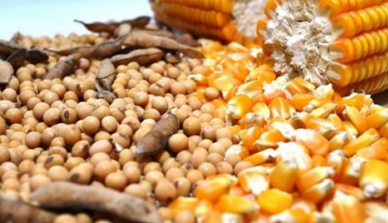 Anec: ارتفاع صادرات البرازيل من فول الصويا والذرة في يوليو