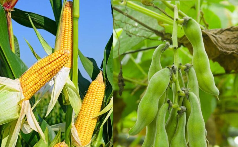 الزراعة الأمريكية تخفض توقعاتها لإنتاج الذرة وفول الصويا في الولايات المتحدة