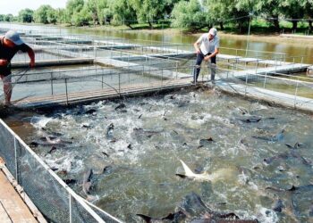 خبير استزراع سمكي: 40 جنيه فرق بين المنتج والمستهلك.. والوسيط الرابح الأكبر بينهم