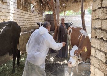 حملة بيطرية بالبحيرة تقدم العلاج لـ 260 رأس ماشية في مركز رشيد