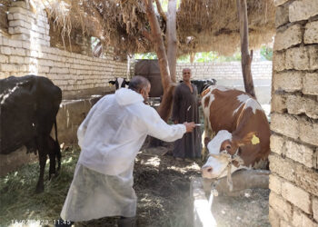 بيطري الغربية: تحصين 239 ألف رأس ماشية ضد الحمى القلاعية