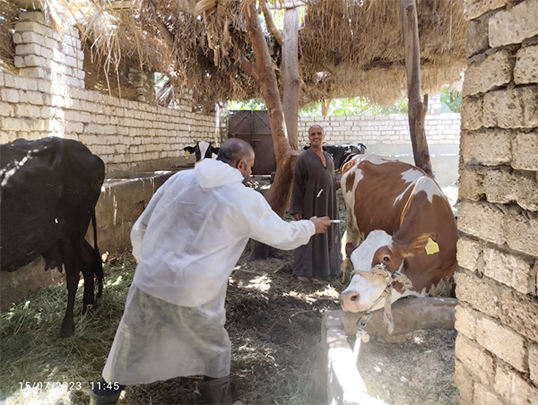 بيطري الغربية: تحصين 239 ألف رأس ماشية ضد الحمى القلاعية
