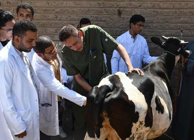 علاج وفحص 550 رأس ماشية وأغنام خلال قافلة بيطرية مجانية بسوهاج