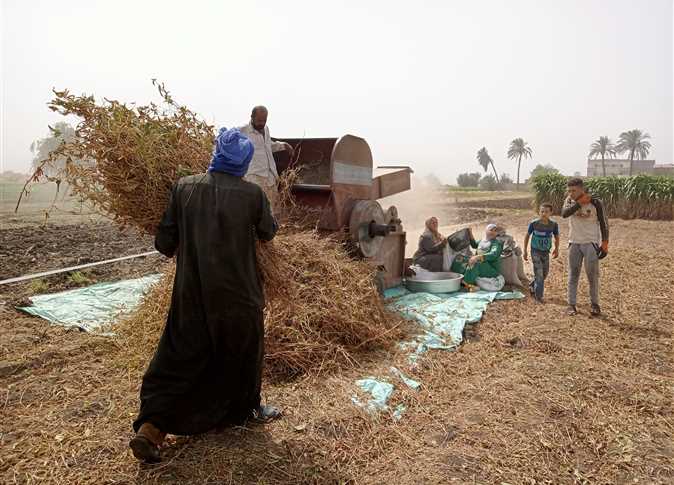 بمتوسط إنتاجية تصل لـ1.5 طن للفدان.. بدء موسم حصاد 93 ألف فدان فول الصويا في المنيا