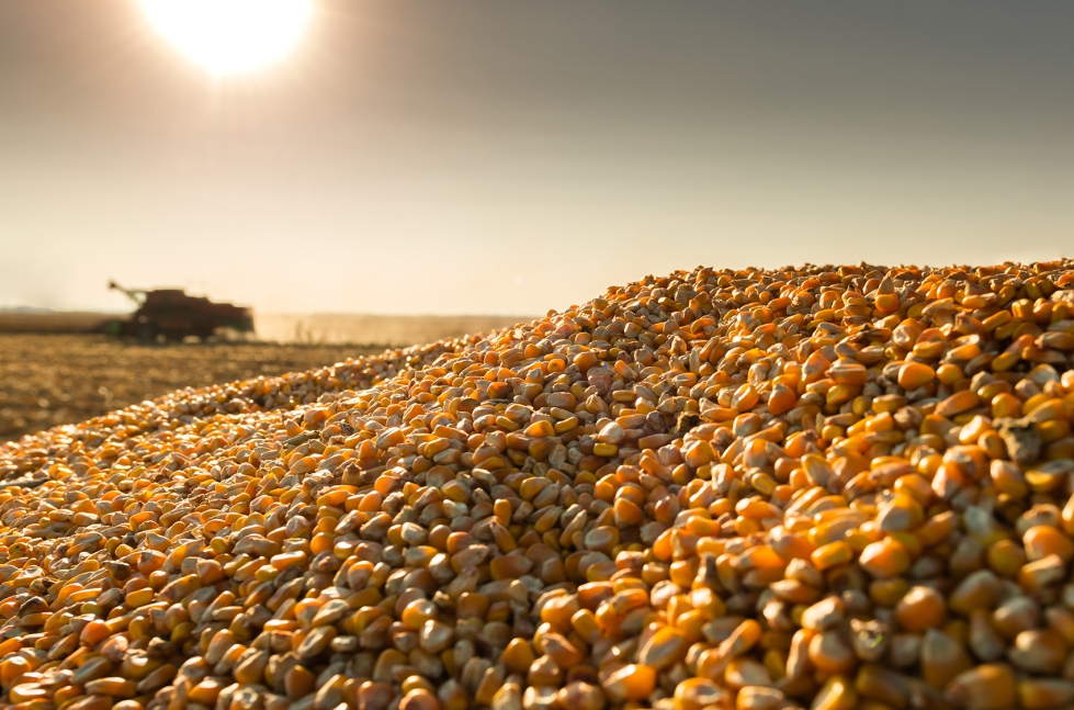 صادرات الحبوب الأوكرانية تسجل 6 ملايين طن في موسم 2023/24