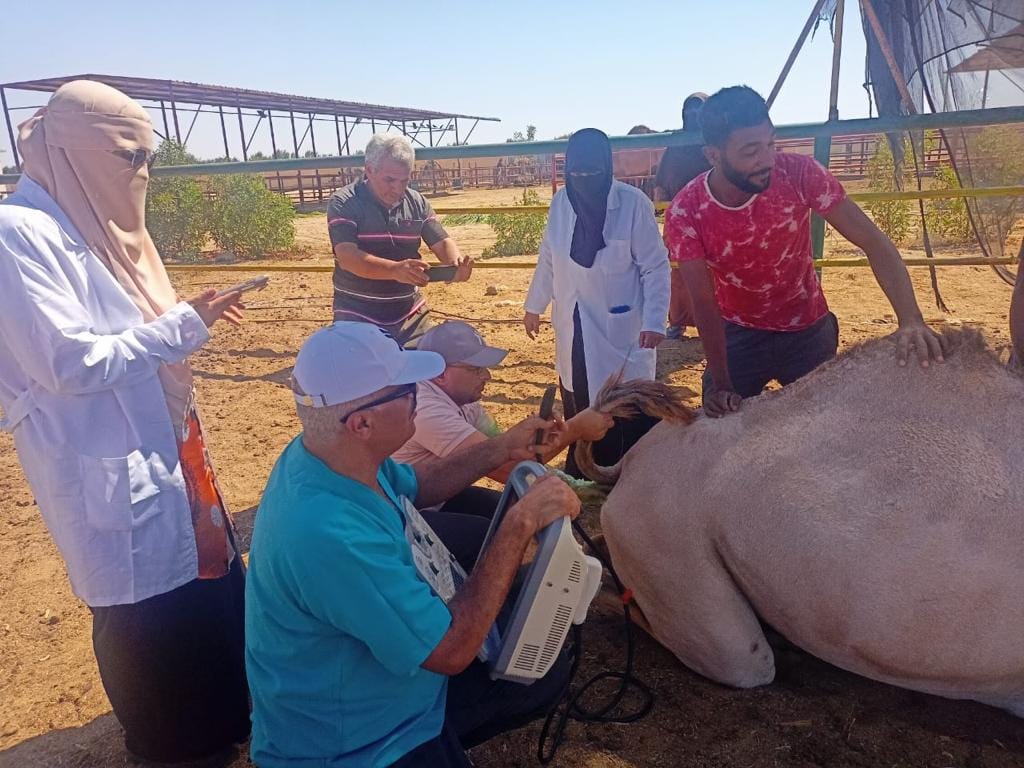 «الزراعة» تدشن قافلة بيطرية مجانية لعلاج المواشي والهجن بجنوب سيناء
