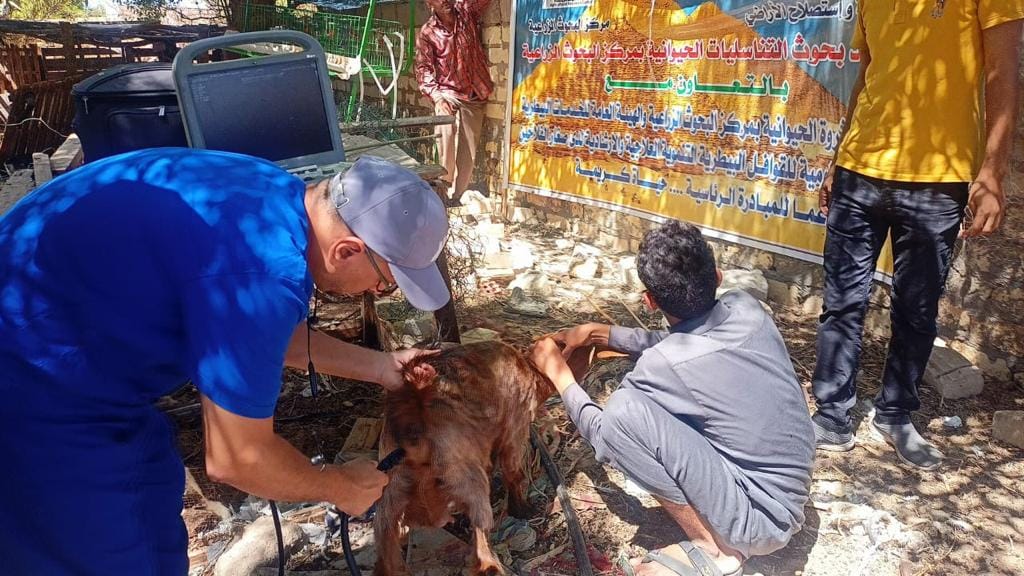 علاج وفحص 1340 رأس ماشية مجانا لصغار المربين بجنوب سيناء