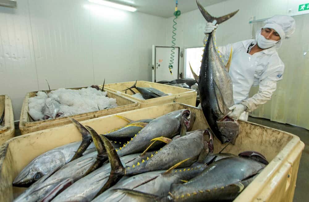 ارتفاع صادرات الأسماك الإيرانية بنسبة 35% خلال 4 أشهر
