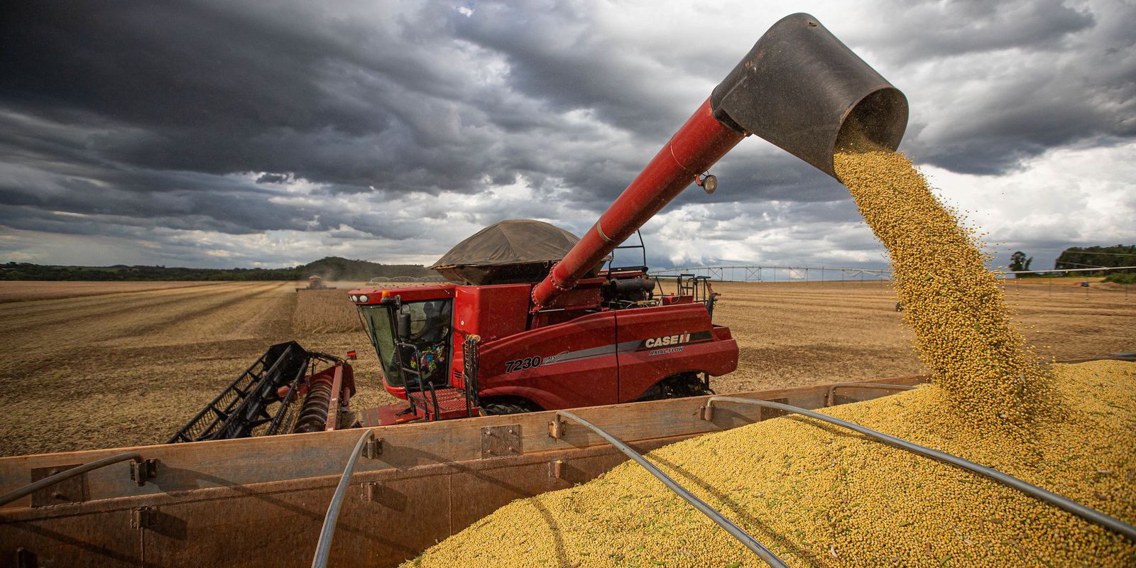 أوكرانيا تتوقع إنتاج 73 مليون طن من الحبوب والبذور الزيتية في عام 2024