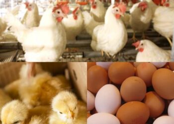 ارتفاع جديد في أسعار الدواجن والبيض والكتاكيت اليوم الأربعاء