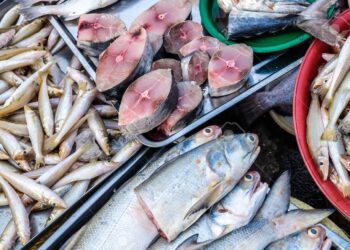 أسعار الأسماك فى سوق العبور اليوم الثلاثاء 5 سبتمبر