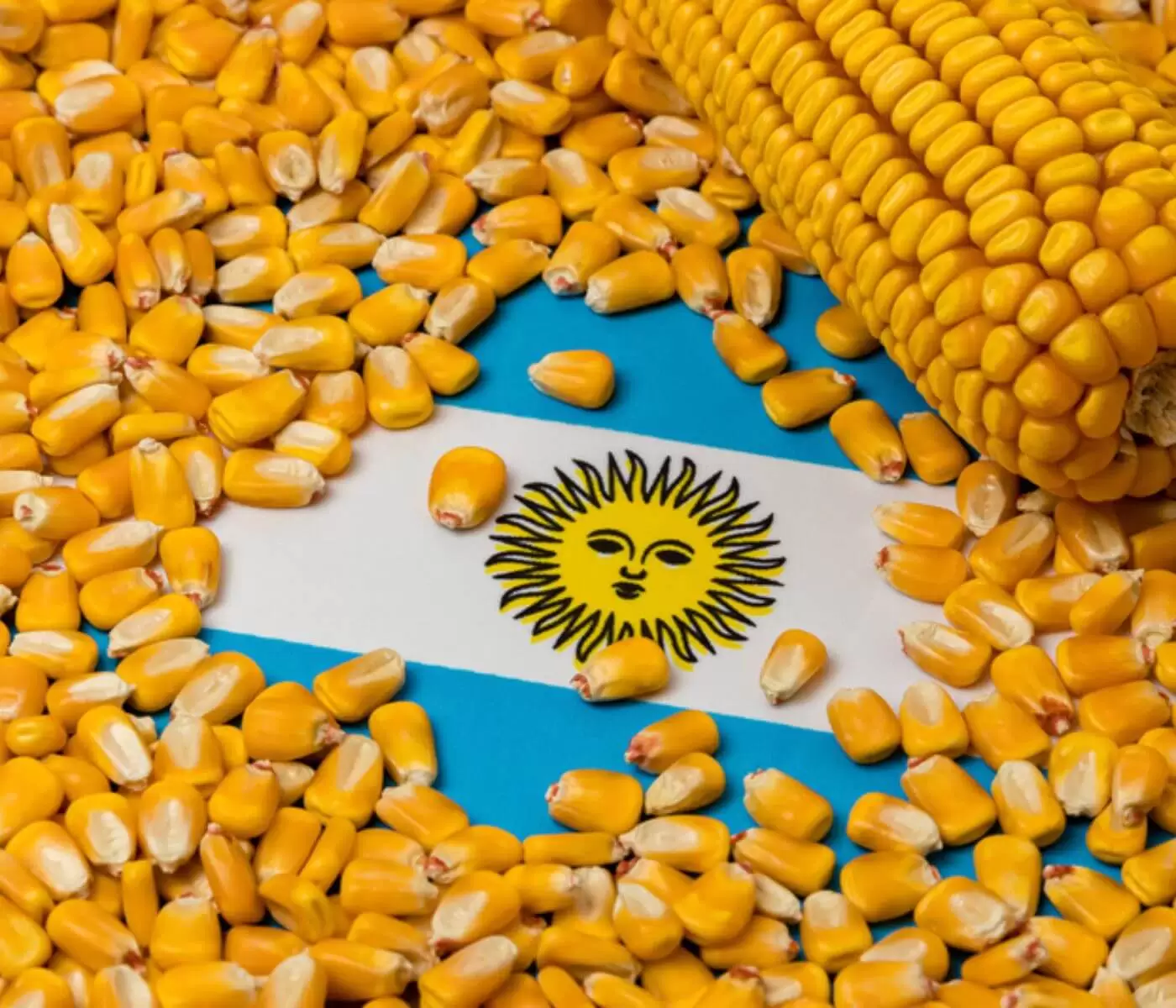بوينس آيرس: زراعة الذرة في الأرجنتين تصل إلى 2.2% لموسم 2023/24