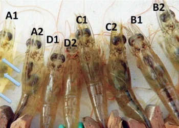انتشار وتوصيف ميكروبات عائلة المعويات المنتجة للبيتا لاكتاماز ممتد المفعول في الأسماك والجمبري