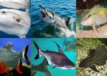 أسماك المياه العذبة وأسماك المياه المالحة