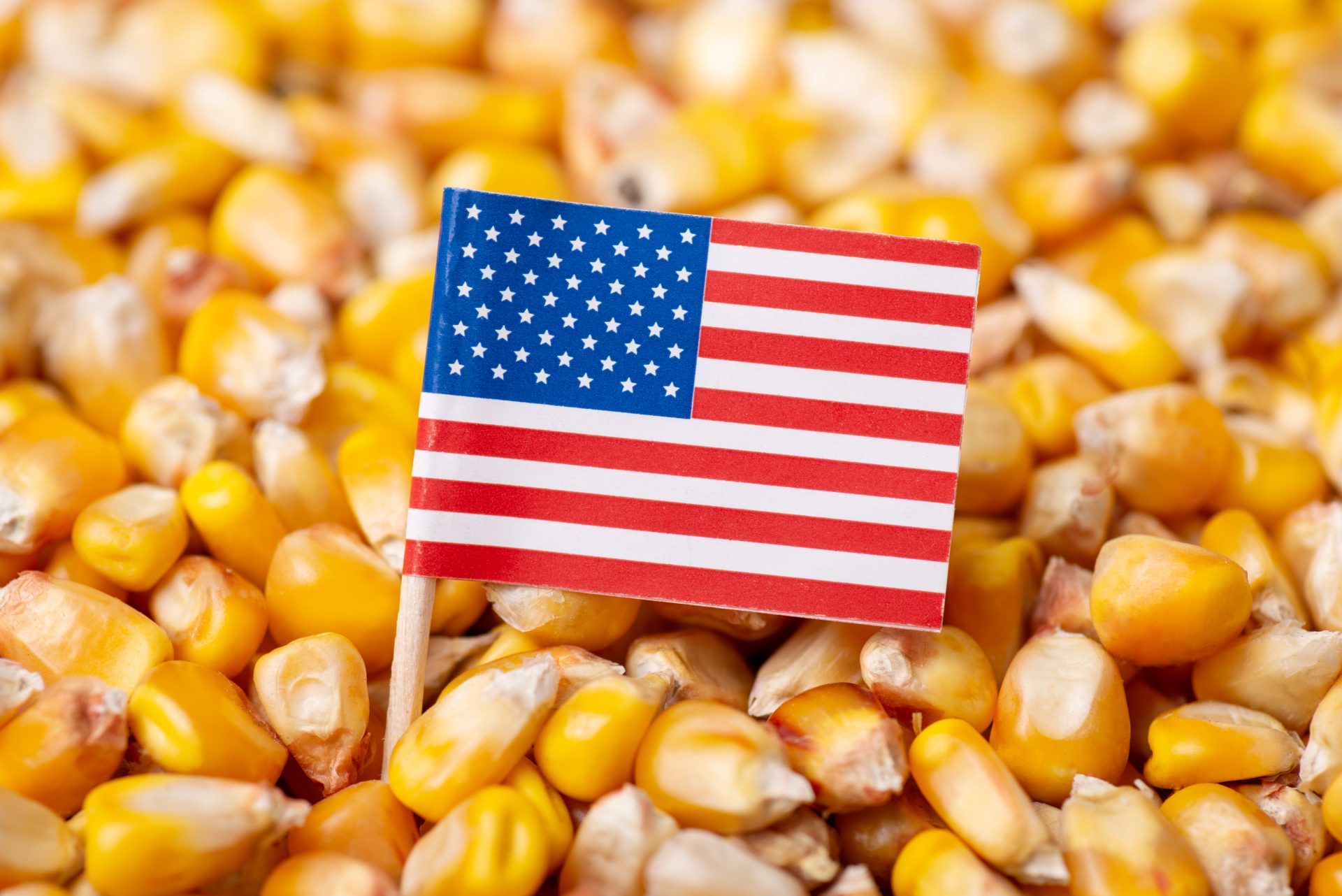 صادرات الولايات المتحدة من الذرة