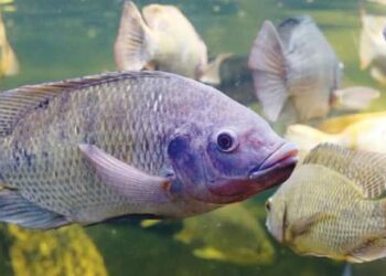 التسمم الدموي في الأسماك بسبب بكتيريا "الأيروموناس هيدروفيلا"