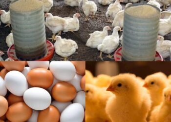 تباين في أسعار الدواجن وارتفاع الكتاكيت واستقرار البيض في بورصة السلع اليوم الخميس