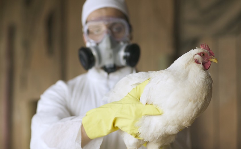 قالت وزارة الزراعة البرازيلية، في بيان لها، إن ولاية ماتو جروسو دو سول سجلت أول ظهور لأنفلونزا الطيور في مزارع الدواجن، المعروفة بإنتاج الكفاف.