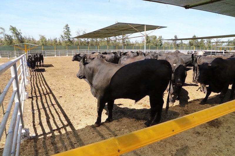 بيطري كفر الشيخ: سلالات الأبقار المستوردة تنتج 25 كيلو ألبان في اليوم