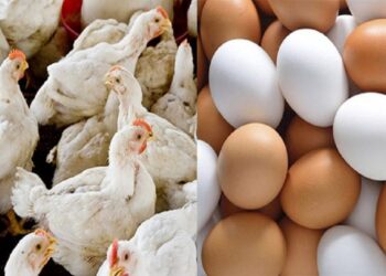 الفراخ البيضاء