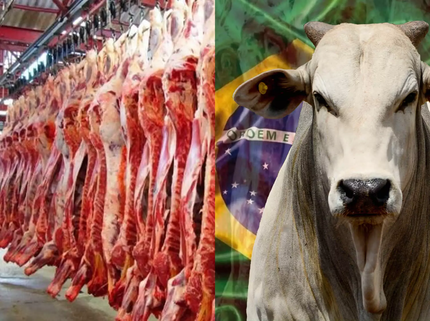 ارتفاع المتوسط اليومي لشحنات لحوم الأبقار البرازيلية بنسبة 9.5%