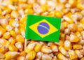 FAS: صادرات الذرة البرازيلية تسجل 56 مليون طن لموسم 2022-2023
