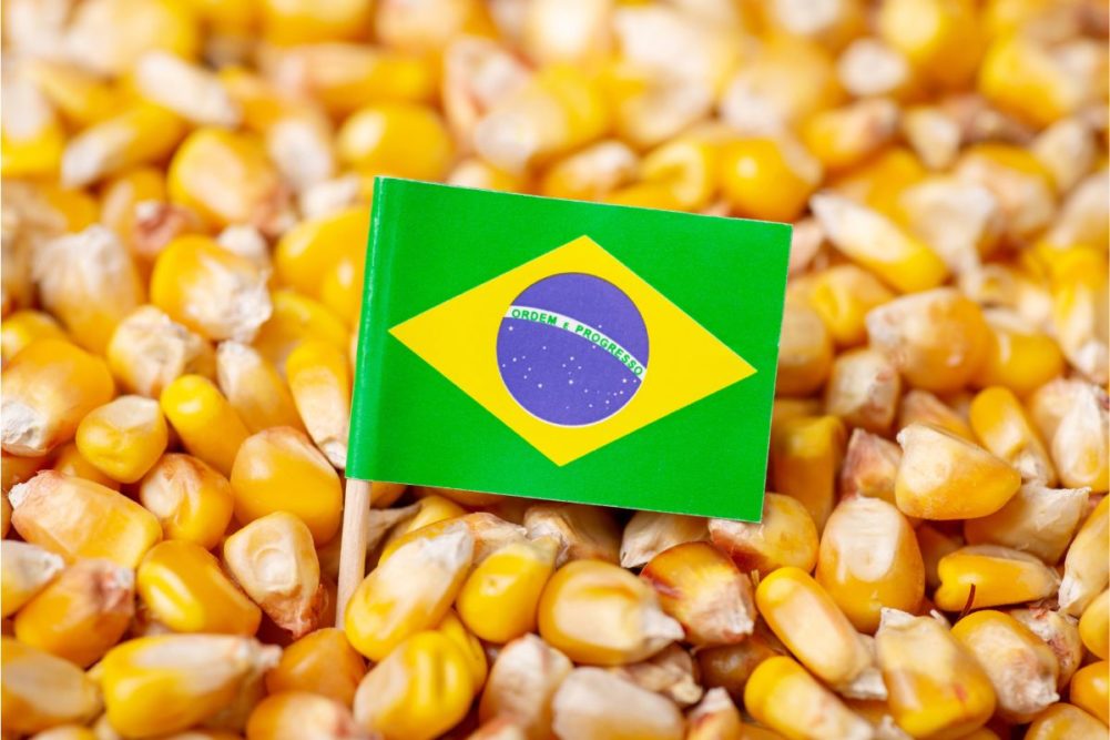 FAS: صادرات الذرة البرازيلية تسجل 56 مليون طن لموسم 2022-2023
