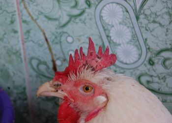 كوليرا الطيور.. كأحد الأمراض البكتيرية في الدواجن