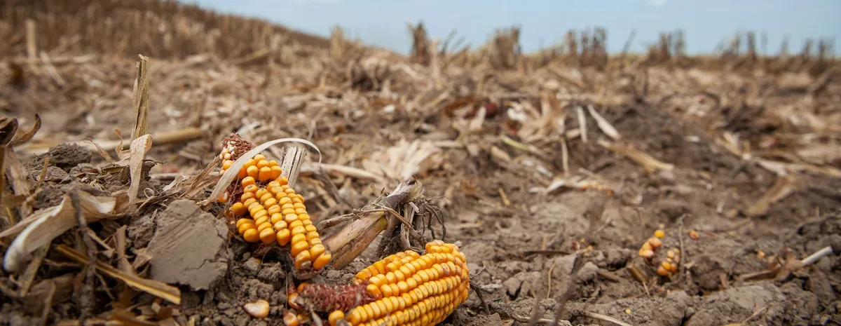 الزراعة الأمريكية: تدهور حالة محصول الذرة في الولايات المتحدة