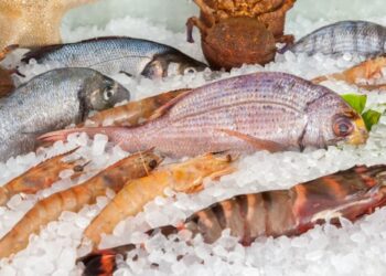 أسعار الأسماك في الأسواق اليوم الخميس