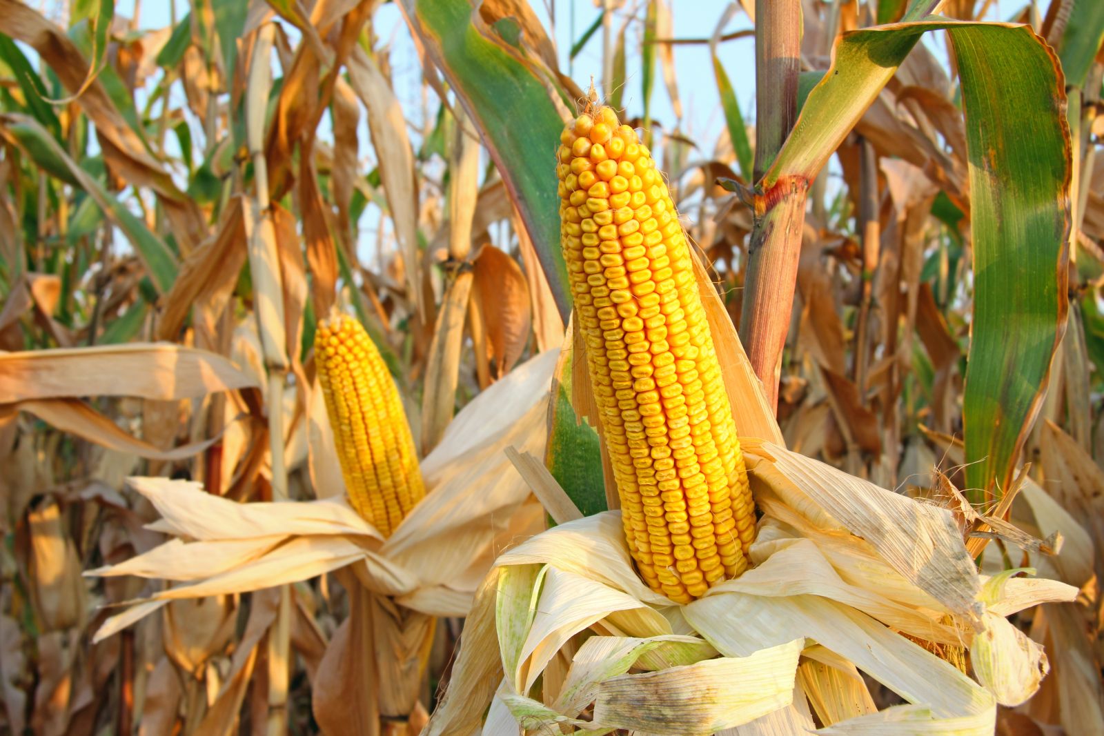 «Barchart» يرفع توقعاته لإنتاج الولايات المتحدة من الذرة في سبتمبر