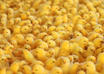 كتكوت نيوهوب