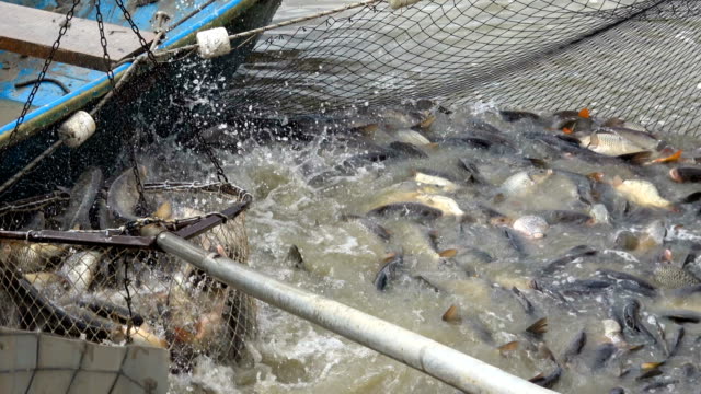 خاص| استشاري تغذية الأسماك يوضح تأثير الاجهاد الحراري على الاستزراع السمكي