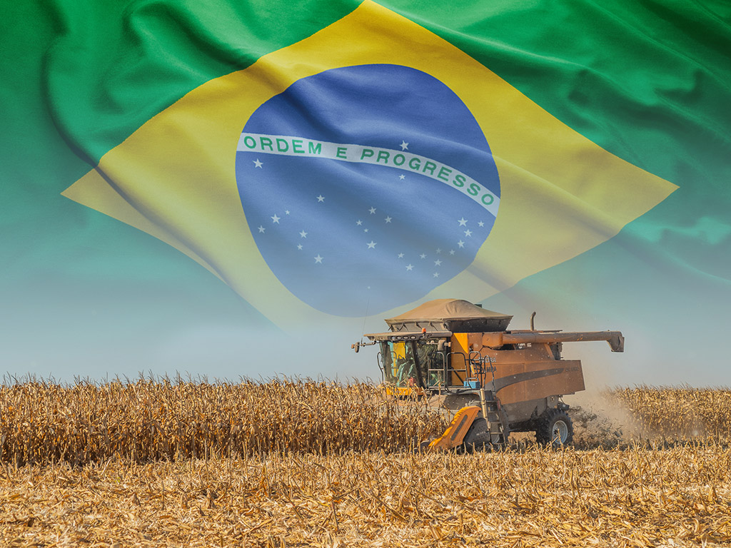 Anec تخفض تقديرات صادرات البرازيل من الذرة وفول الصويا لشهر سبتمبر