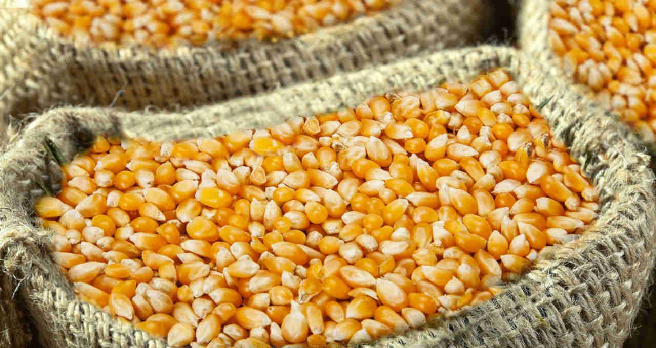 «NOFI» الكورية تعتزم شراء 138 ألف طن من الذرة لشهر يناير 2024