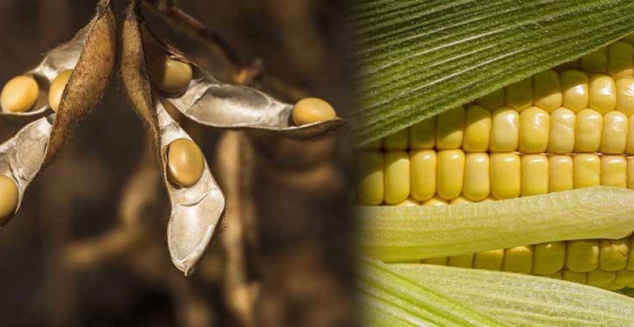 حصاد 45% من محصول الذرة و 62% فول الصويا في الولايات المتحدة