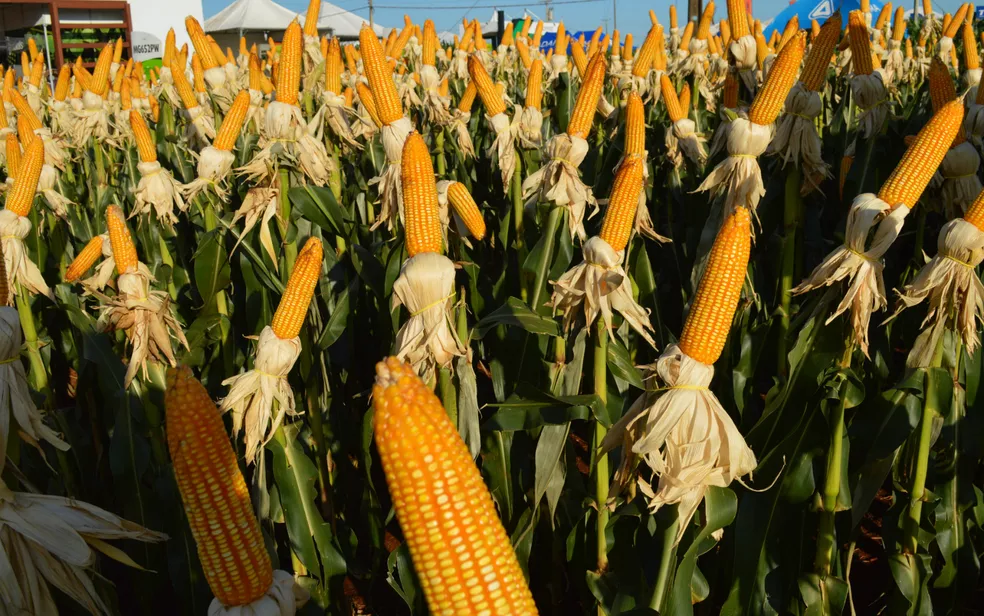 الزراعة الأمريكية تخفض تقديراتها لإنتاج الذرة والقمح في المكسيك لعام 2023/24