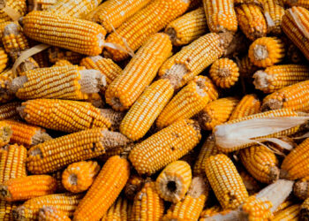 المكسيك تشترى 223.540 طنًا من الذرة الأمريكية