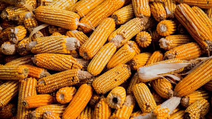 المكسيك تشترى 223.540 طنًا من الذرة الأمريكية