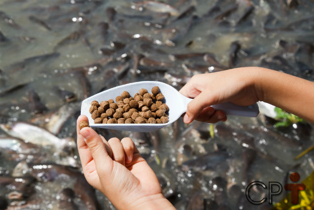 خبير استزراع سمكي :تراجع أسعار أعلاف الأسماك شجع المزراعين علي استخدام علف ذو جودة عالية