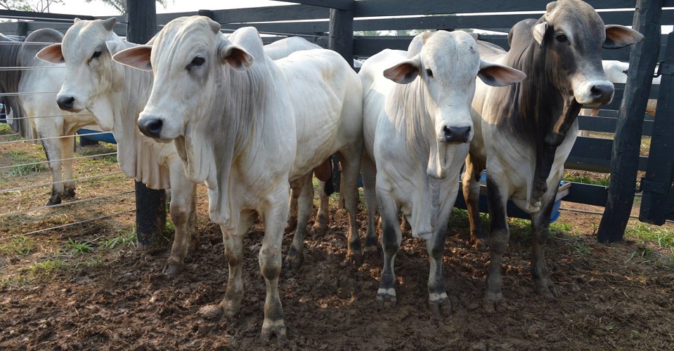 إنتاج البرازيل من الثروة الحيوانية يصل إلى 234.4 مليون رأس ماشية في 2022